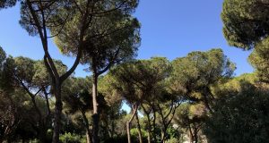 parco volpi