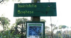 inviolatella borghese