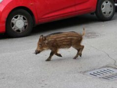 cucciolo-cinghiale