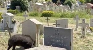 cinghiali-cimitero-flaminio