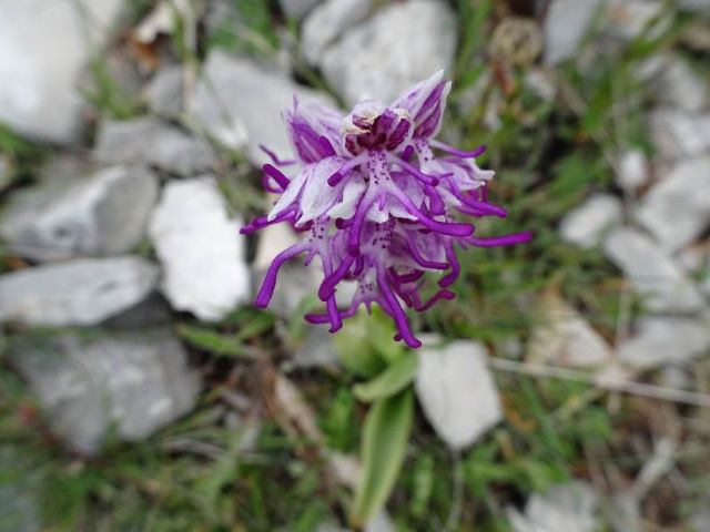 orchidea-monti-Simbruini