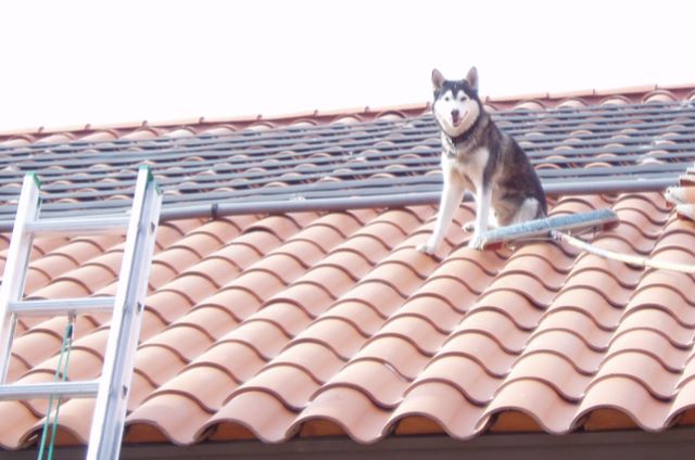 cane sul tetto