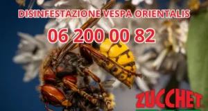 disinfestazione vespe roma