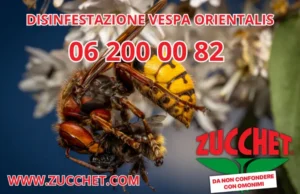 disinfestazione vespe roma