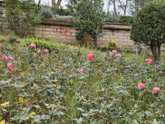 Farnesina. Son tornate a fiorir le rose 1